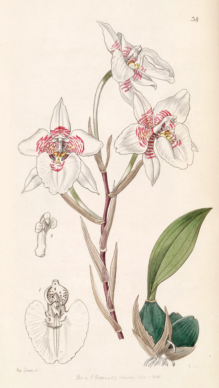 Rhynchostele cervantesii (syn. Odontoglossum membranaceum) - Miss Drake