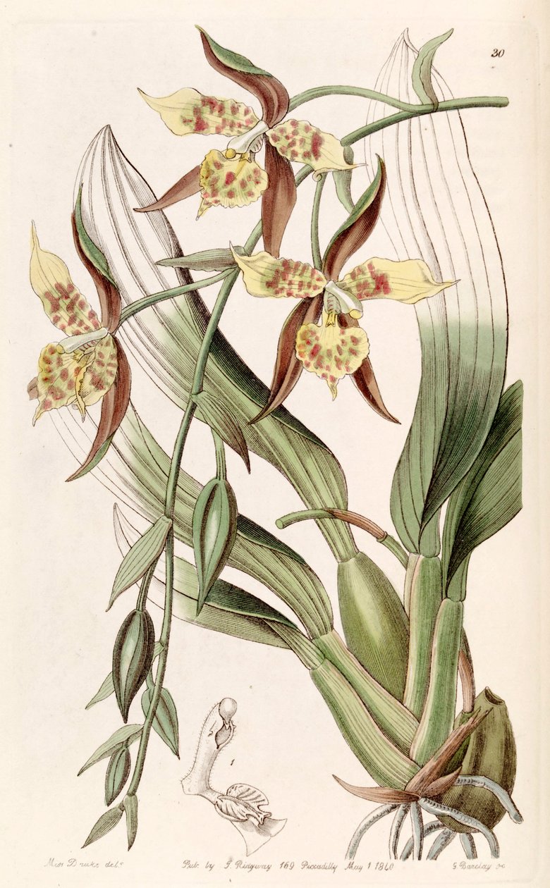 Rhynchostele maculata - Miss Drake