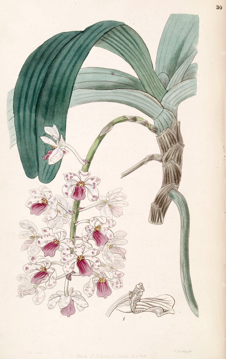 Rhynchostylis gigantea subsp. violacea (comme syn. Vanda violacea) - Miss Drake