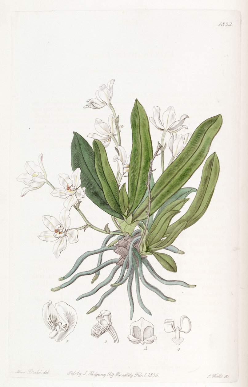 Sarcochilus falcatus - Miss Drake