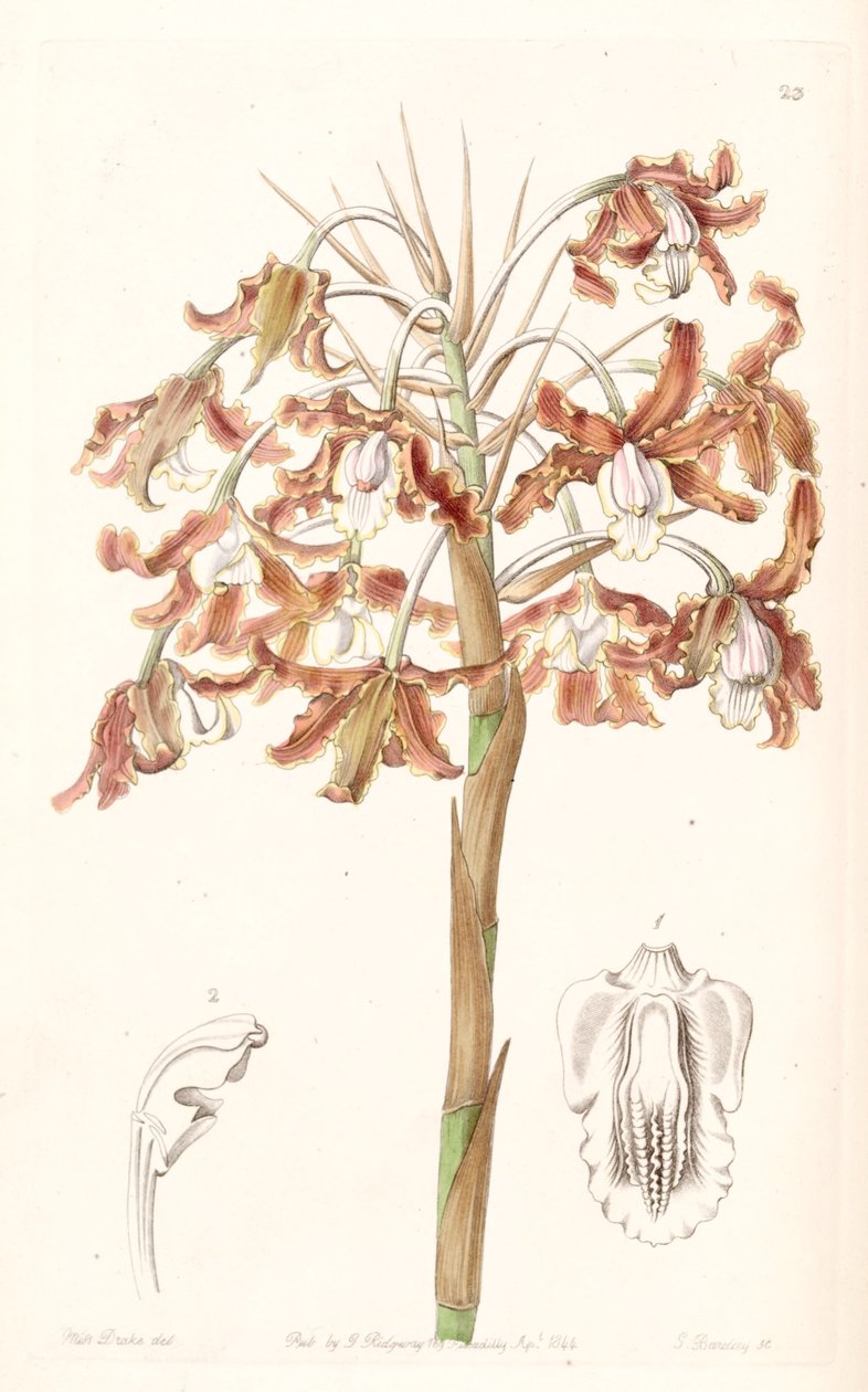 Schomburgkia crispa (syn. de Laelia marginata) - Miss Drake
