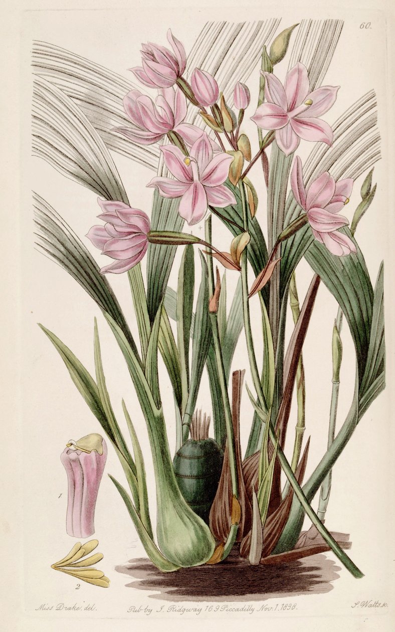 Spathoglottis plicata (syn. Paxtonia rosea) - Miss Drake