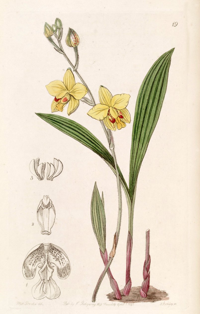 Spathoglottis pubescens - Miss Drake