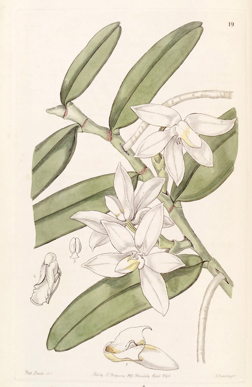 Thrixspermum calceolus - Miss Drake