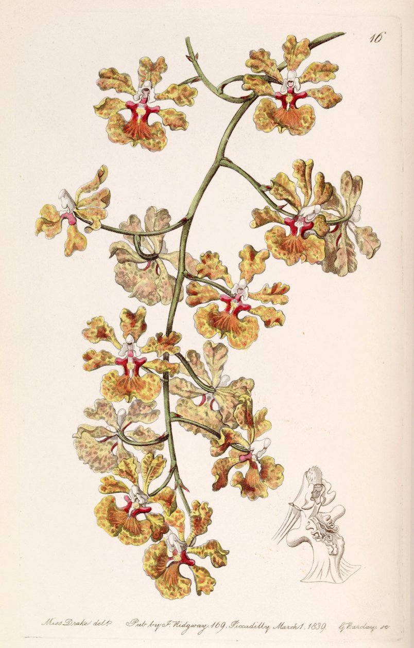 Tolumnia guttata (syn. Oncidium luridum var. guttatum) - Miss Drake