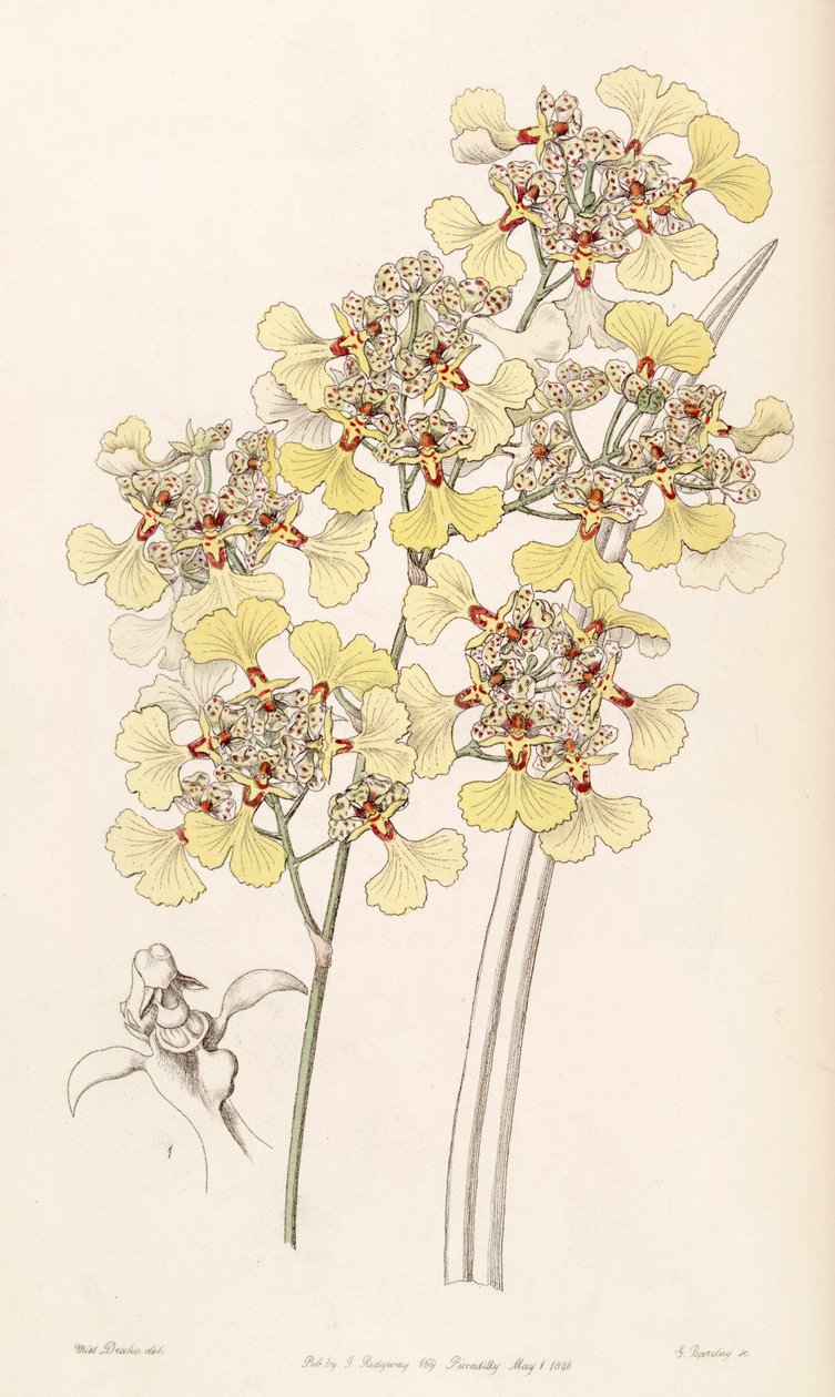 Trichocentrum lacerum - Miss Drake