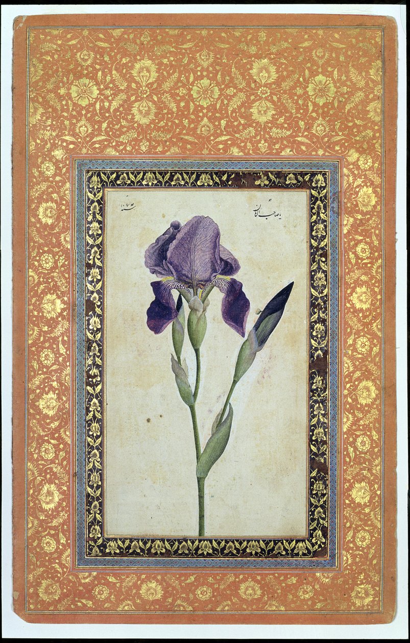 Iris Bleu, 1663-64 - Muhammad Zaman