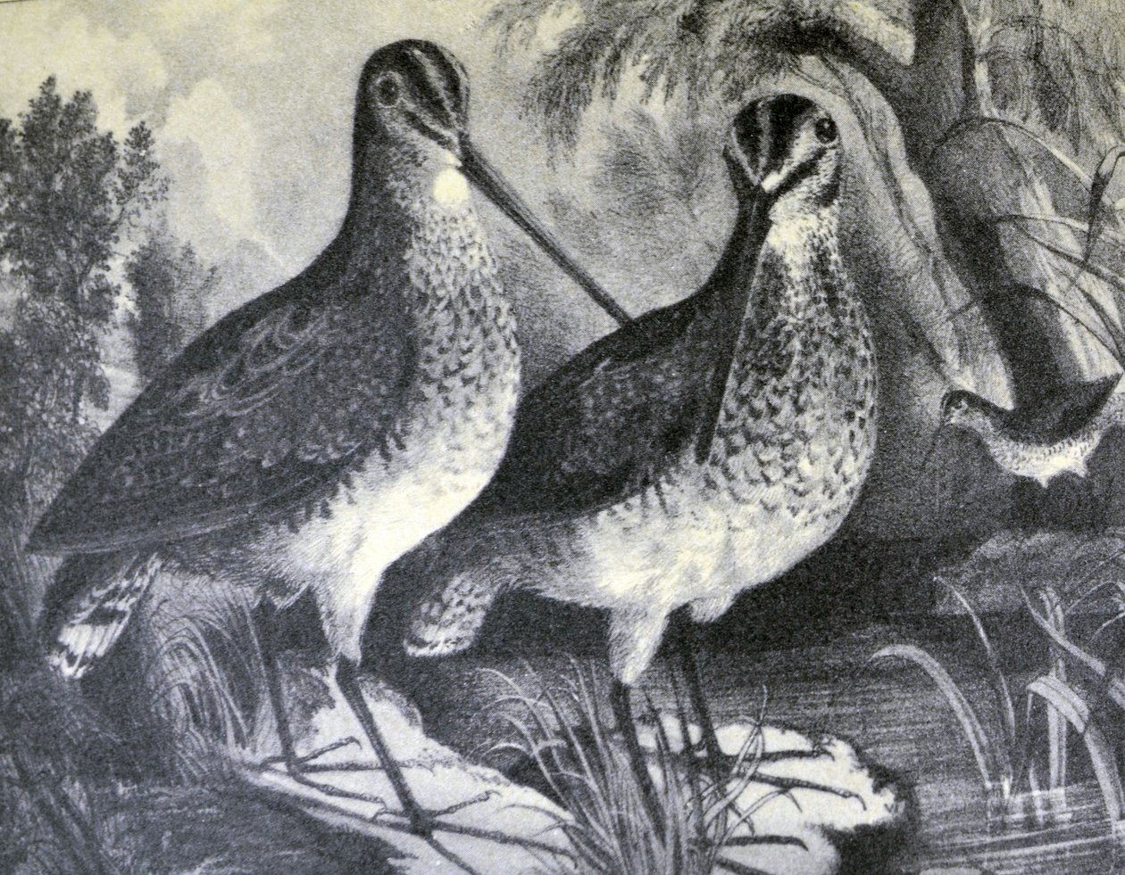 Bécassine Anglaise - N. and Ives, J.M. Currier