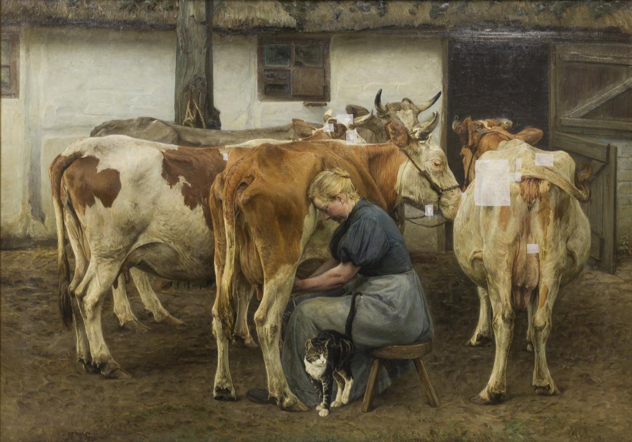 Traite des vaches. Jutland occidental - N.P. Mols