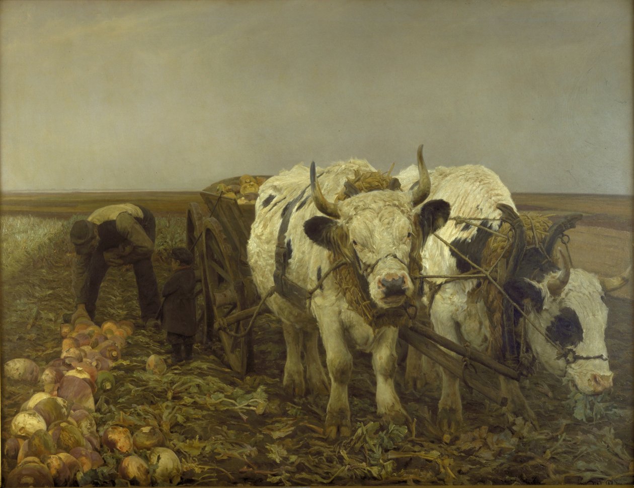 Récolte de navets - N.P. Mols