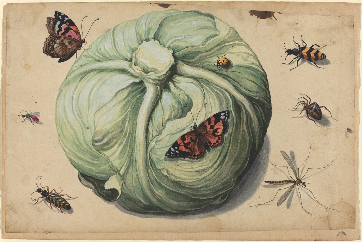 Tête de Chou avec Insectes - Netherlandish 17th Century