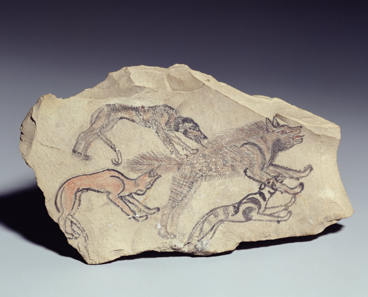 Ostracon représentant un chien chassant une hyène - New Kingdom Egyptian