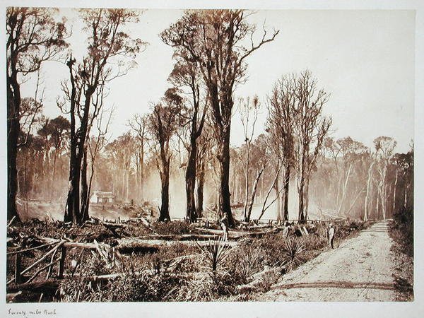 Seventy-Mile Bush - New Zealander Photographer