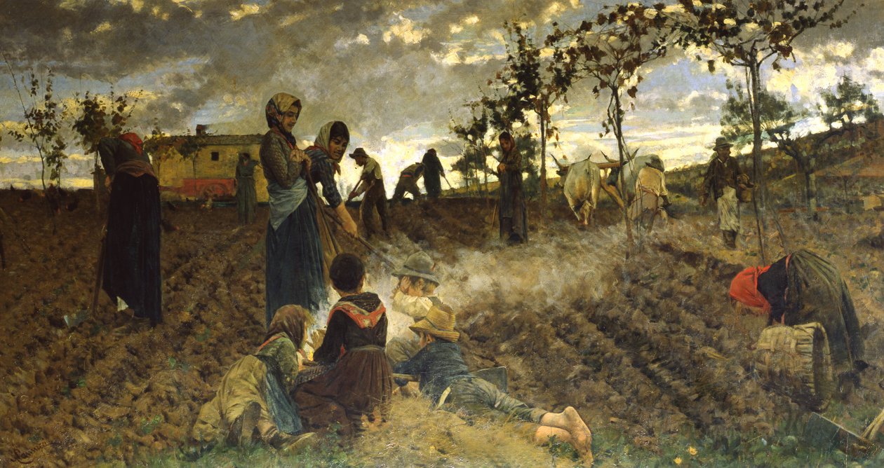 Semis en Toscane - Niccolo Cannicci