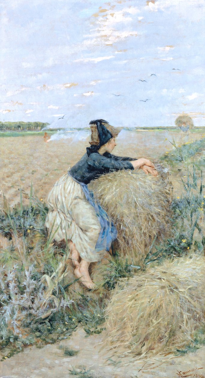 Herbe de blé à Tombolo - Niccolo Cannicci