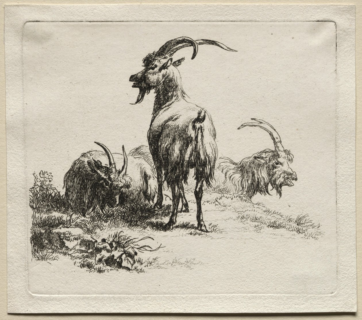 Trois chèvres - Nicolaes Pietersz. Berchem