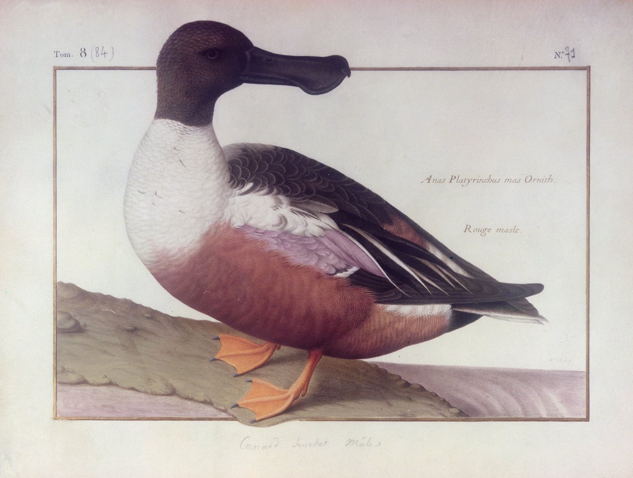Un canard souchet - Nicolas Robert