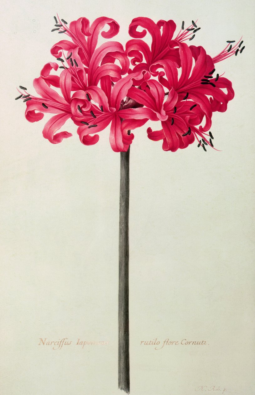 Amaryllis Sarniensis, ou Narcisse - Nicolas Robert