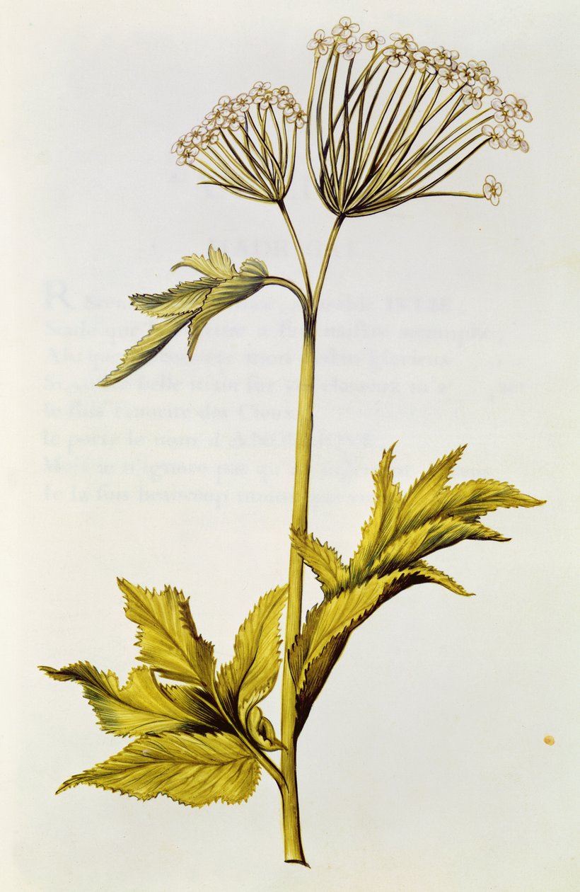 Angélique, de 