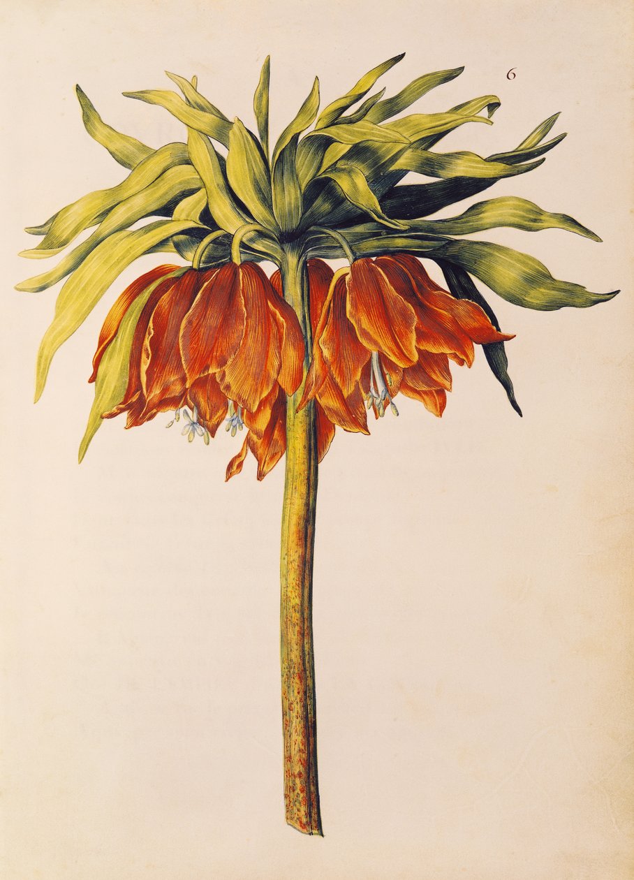 Couronne impériale ou fritillaire, de 