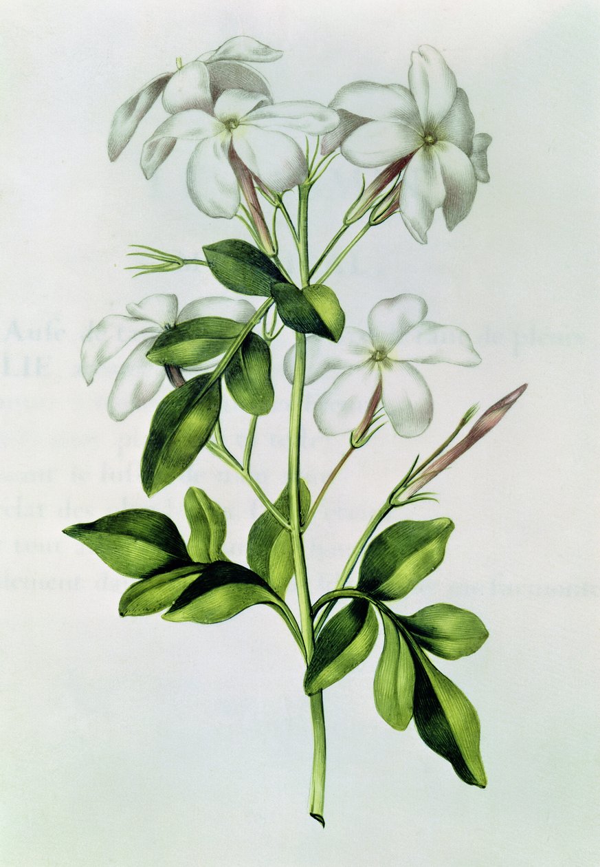 Fol.30 Jasmin, de 
