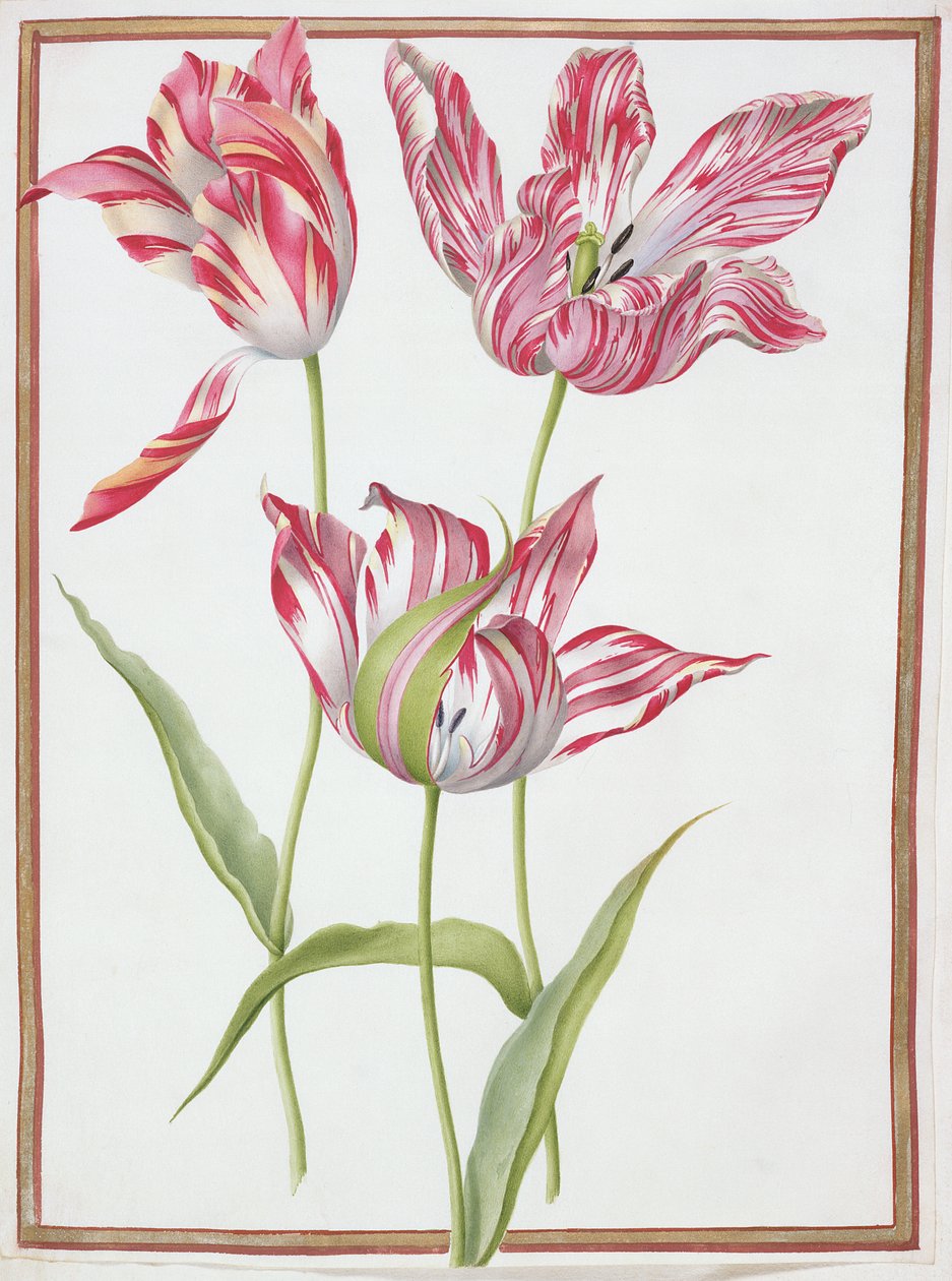 Trois tulipes 
