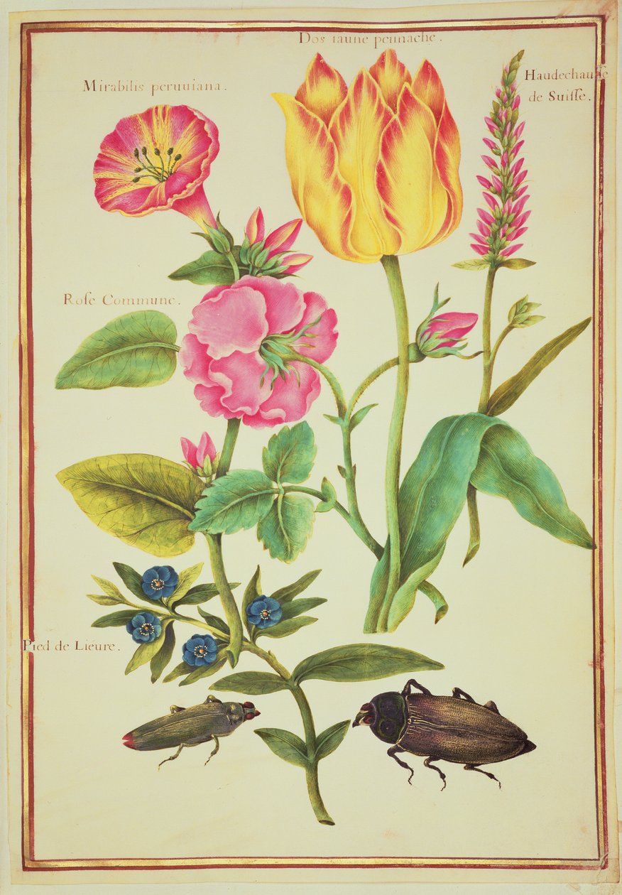 Études de fleurs - Nicolas Robert