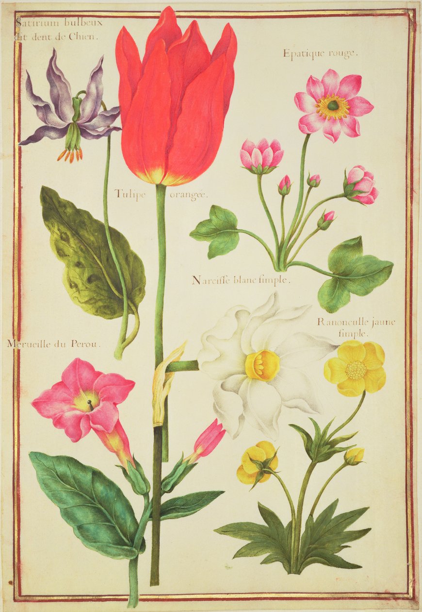 Études de fleurs - Nicolas Robert
