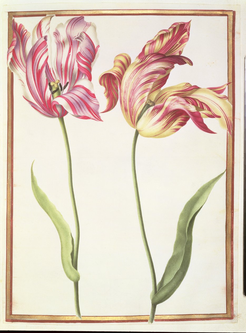 Deux Tulipes 