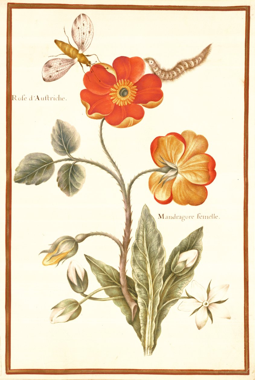 Églantier autrichien et mandragore - Nicolas Robert