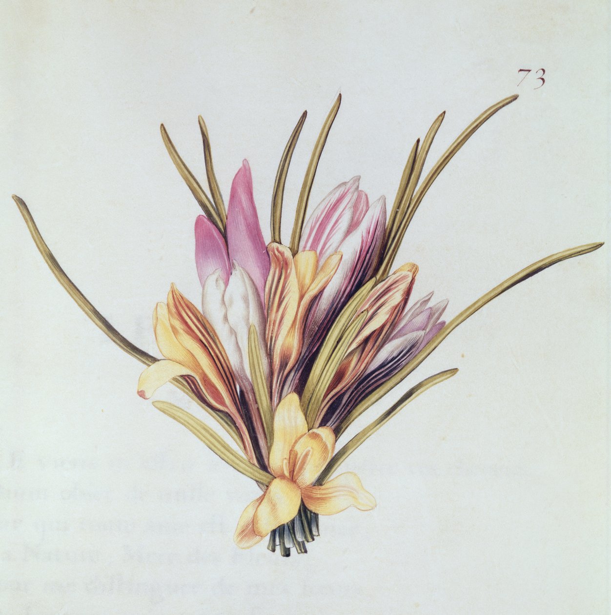 Safran ou Crocus, de 