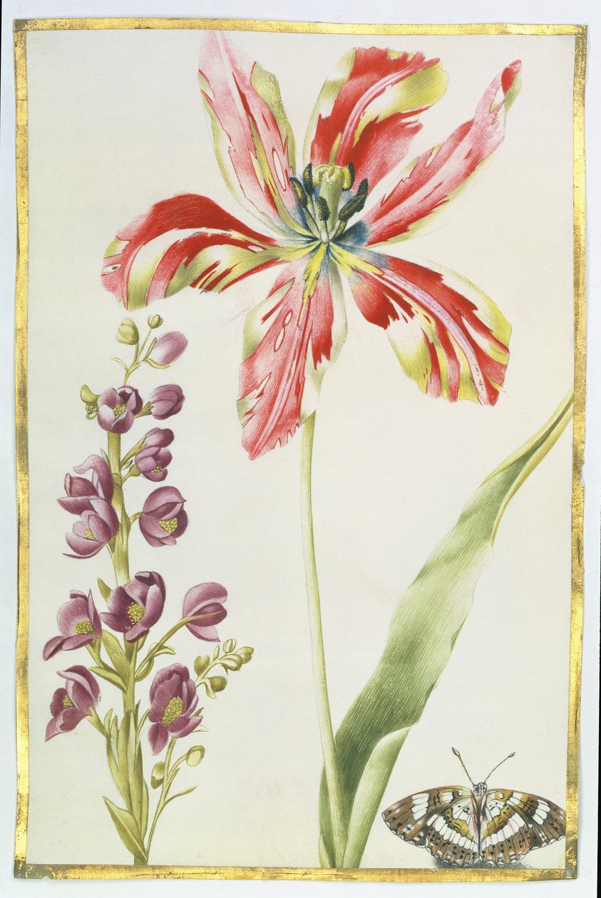 Tulipe, giroflées et papillon, c.1675 - Nicolas Robert