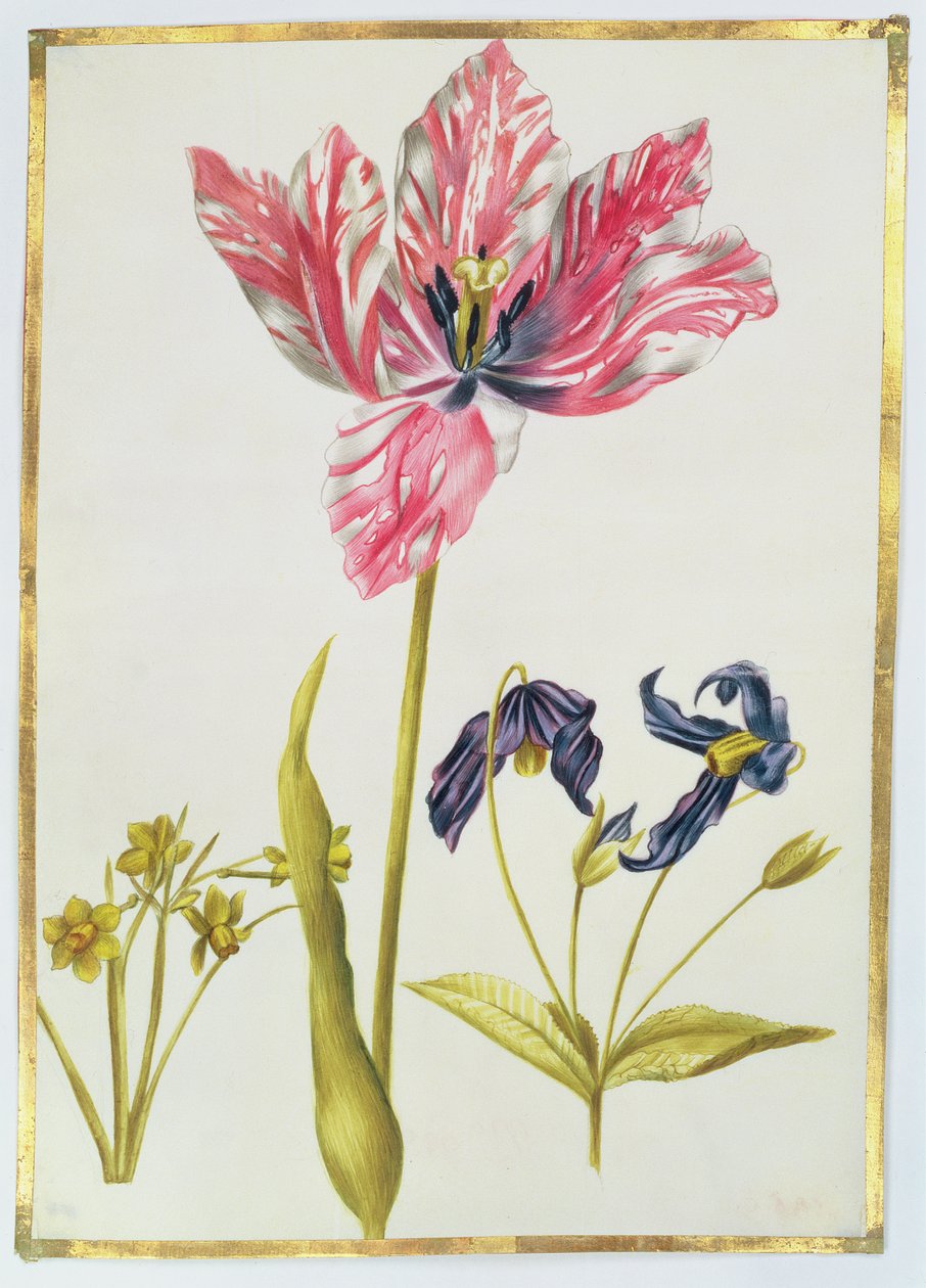 Tulipe et Jonquille, c.1675 - Nicolas Robert