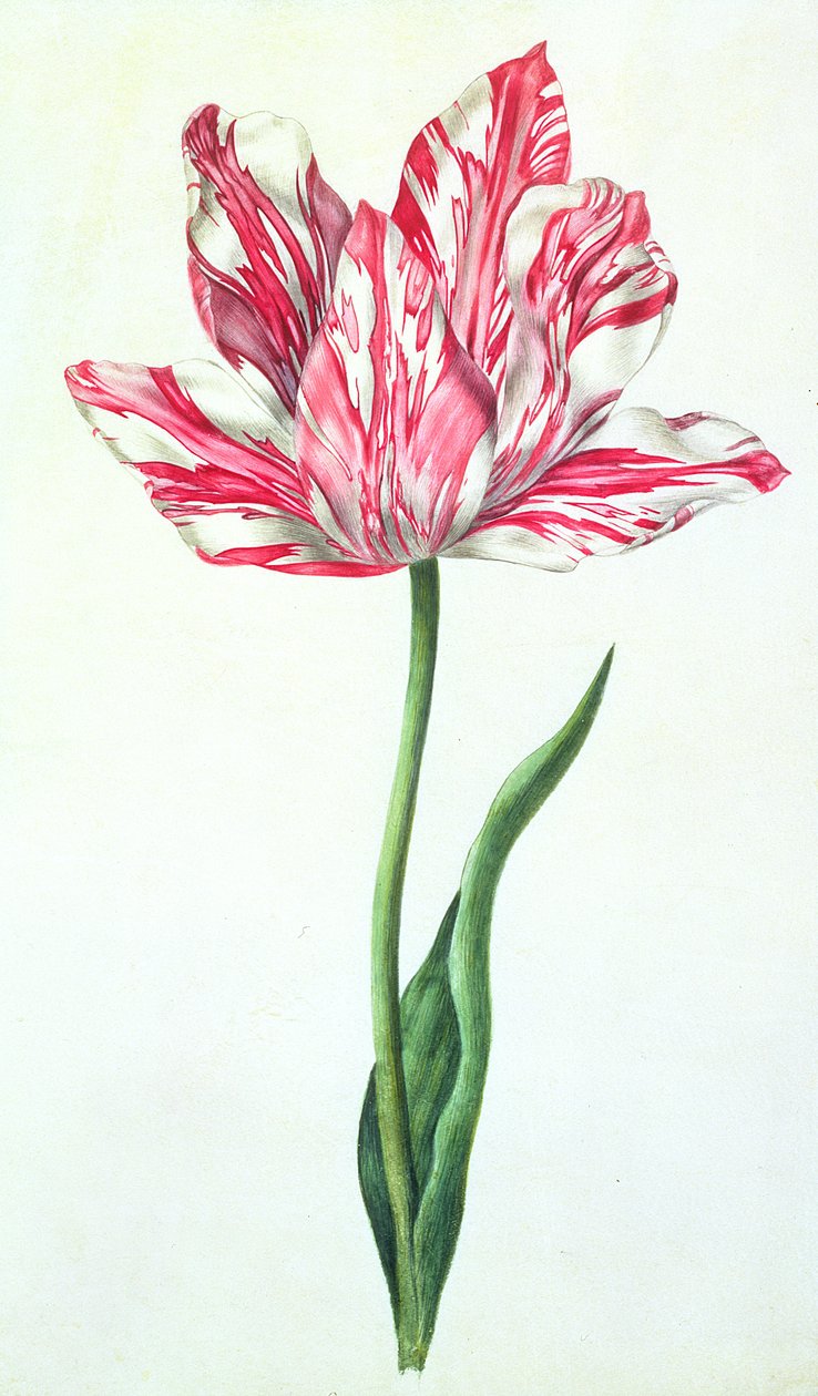 Tulipe, c.1675 - Nicolas Robert