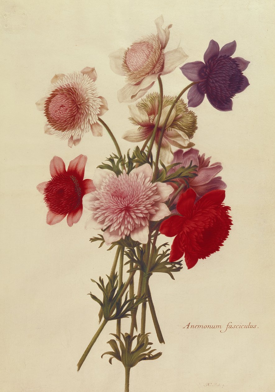 Image inconnue - Nicolas Robert