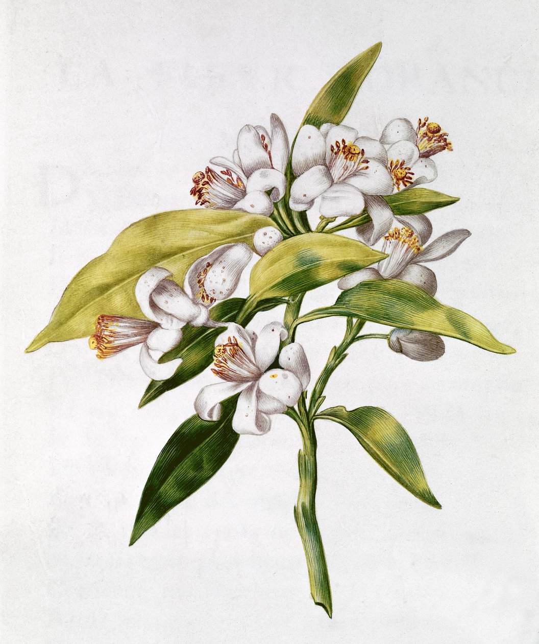 fol.71 Fleur d