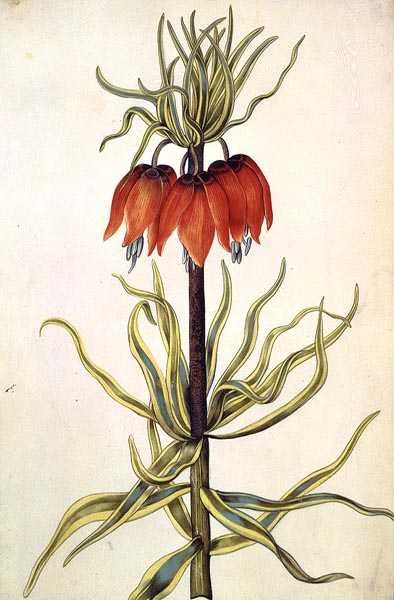 Fritillaria, vers 1675 - Nicolas Robert