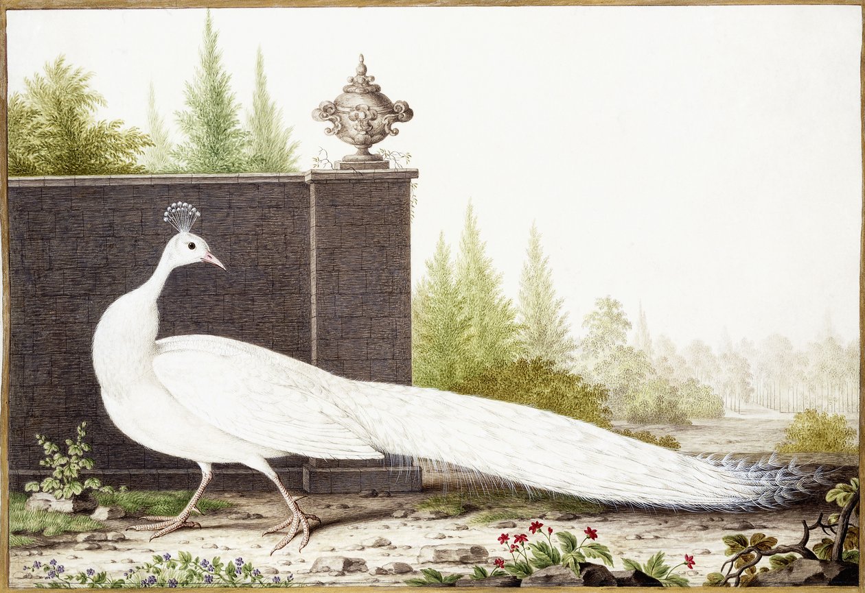 Paon blanc - Nicolas Robert