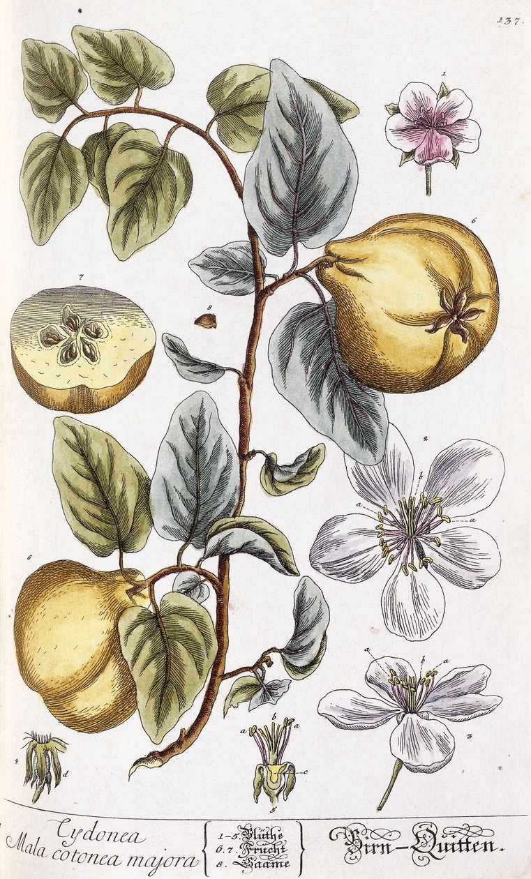 Coing - Nikolaus Friedrich Eisenberger