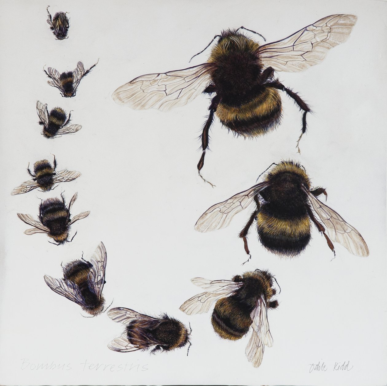 Bombus, 2015 (acrylique sur bois gesso) - Odile Kidd