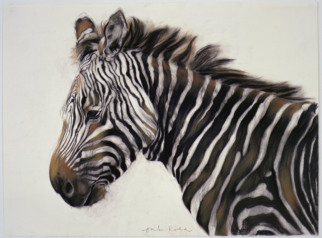 Zèbre, 2002 (fusain et craie) - Odile Kidd