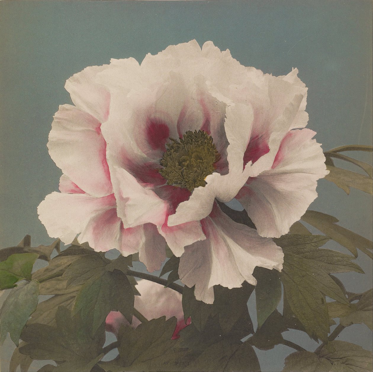 Pivoine arbustive - Ogawa Kazumasa