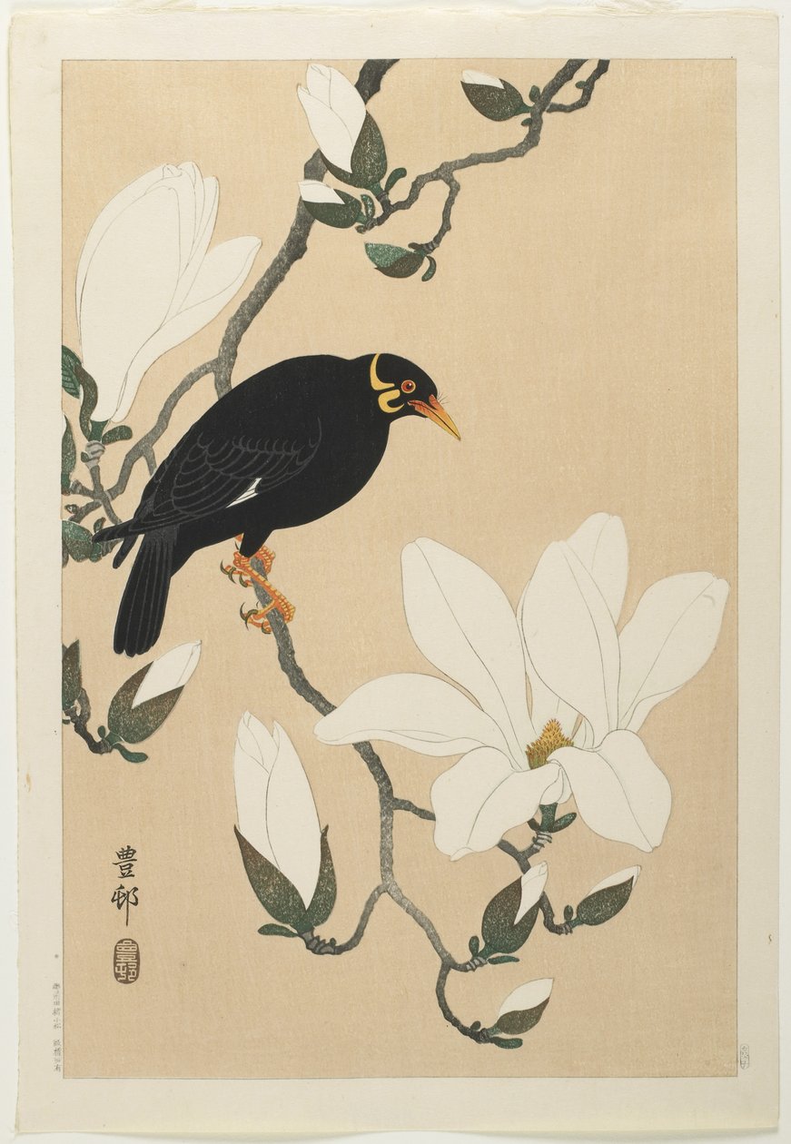 Mainate des collines sur une branche de magnolia, milieu du 20e siècle - Ohara Koson