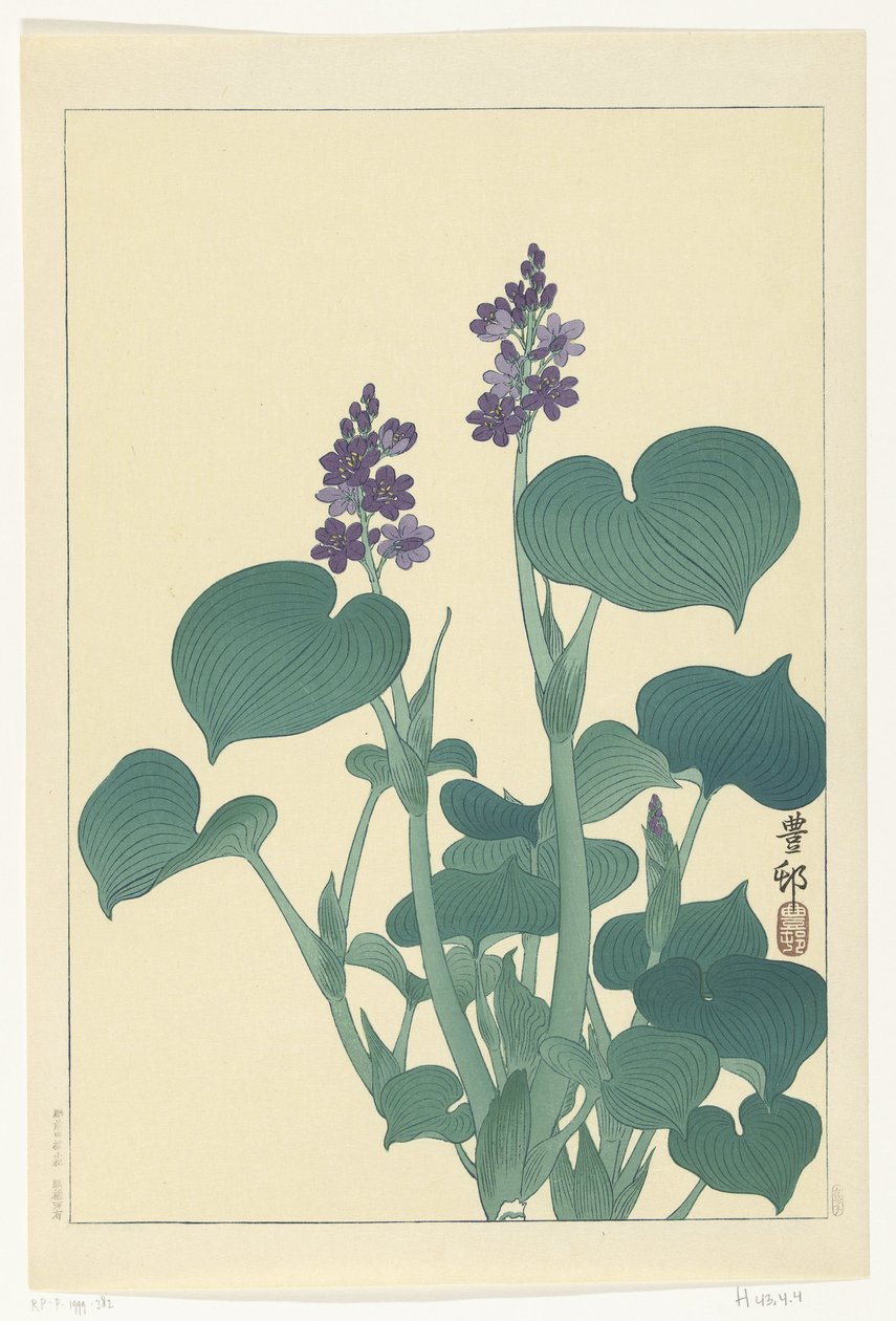 Hosta en fleurs - Ohara Koson