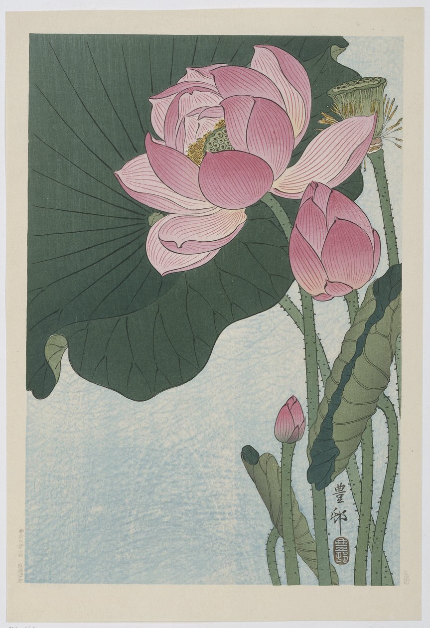 Lotus en fleurs - Ohara Koson