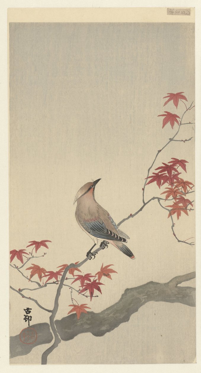Jaseur du Japon sur érable - Ohara Koson