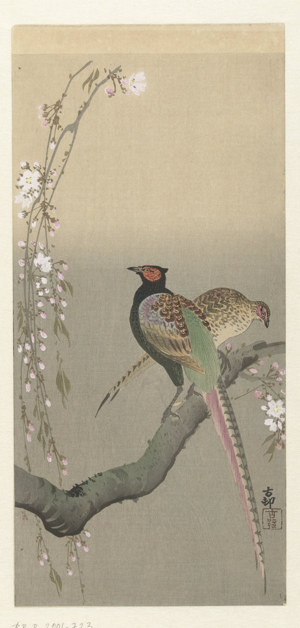 Couple de faisans et fleurs de cerisier - Ohara Koson