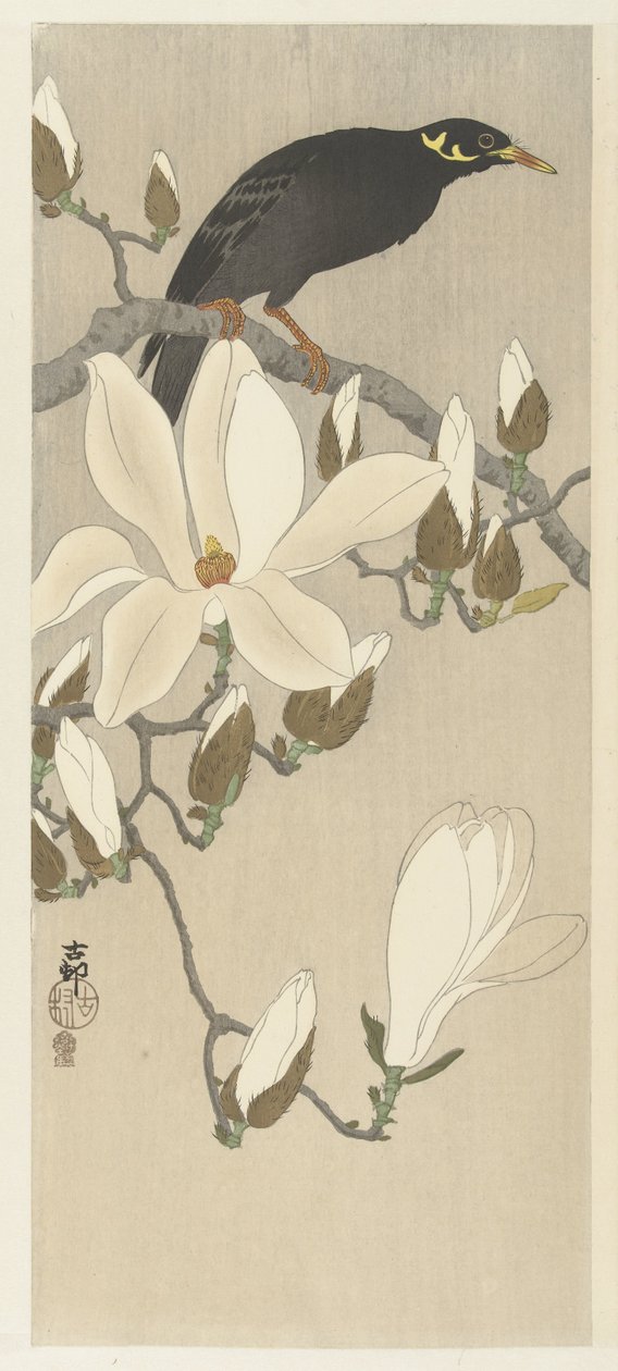 Mainate sur une branche de magnolia - Ohara Koson
