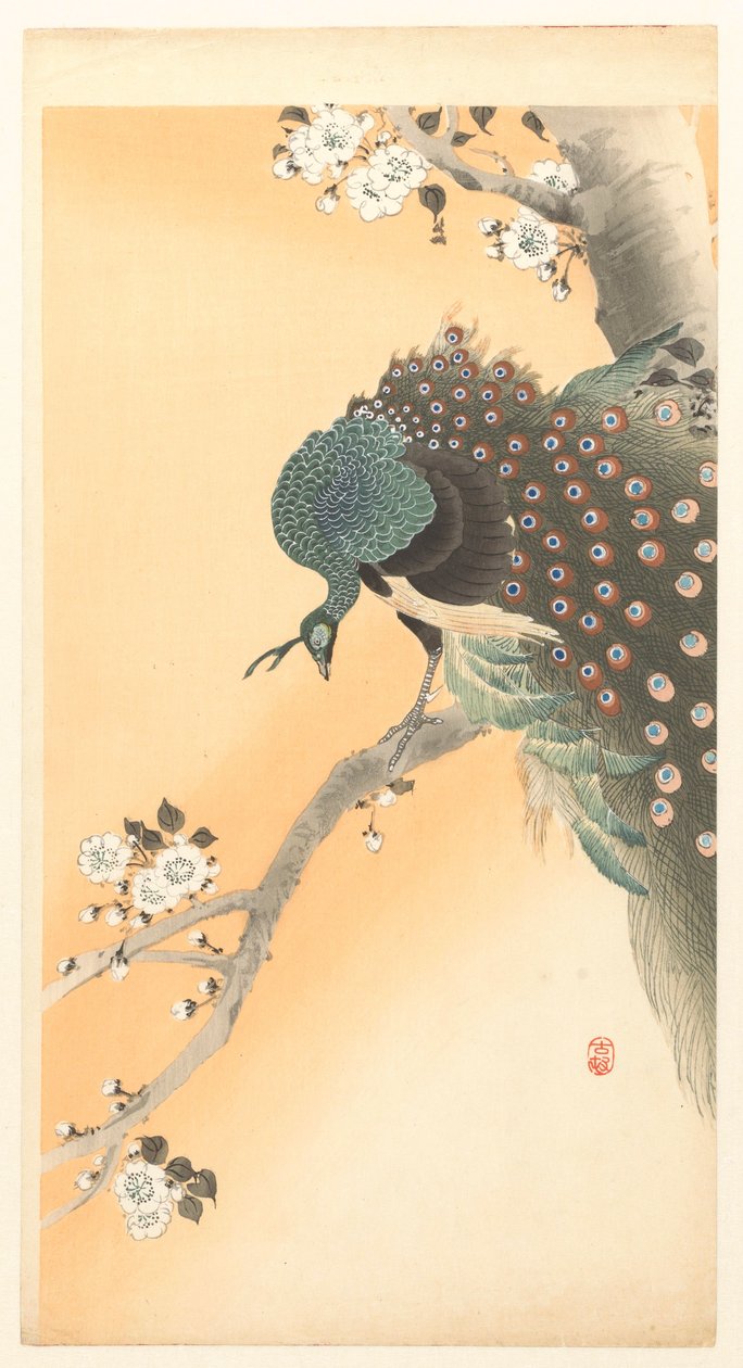 Paon dans un cerisier - Ohara Koson