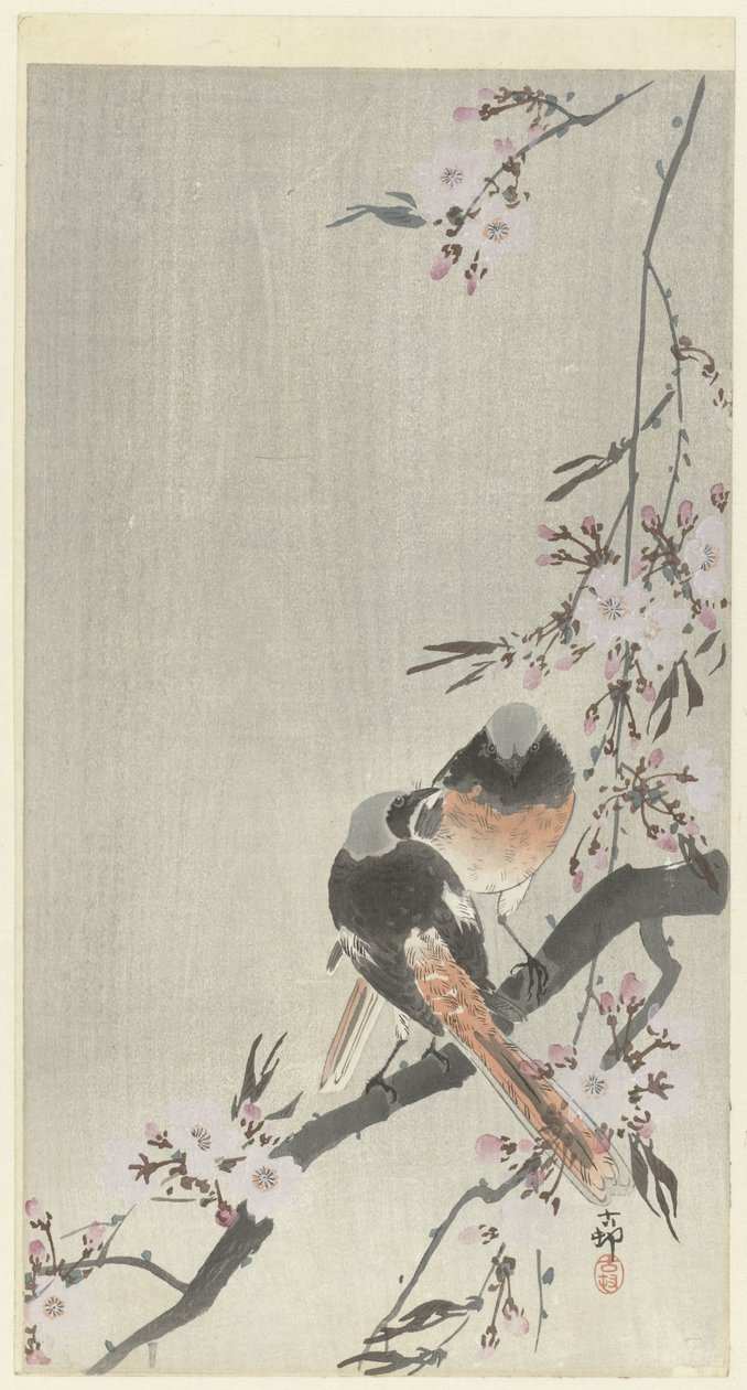 Deux rougequeues avec fleurs de cerisier - Ohara Koson